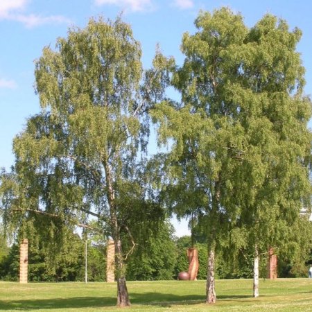 Breza previsnutá (Betula Alba Pendula) - výška 600+ cm, obvod kmeňa: 20/25 cm, kont. C230L